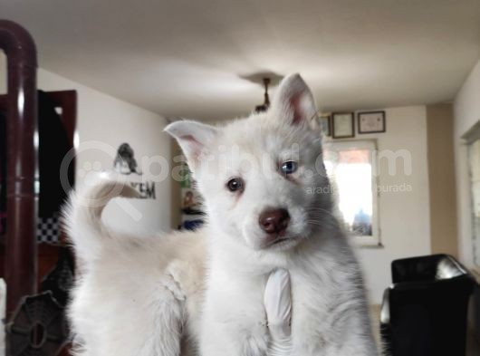 Mükemmel Husky Sibirya Kurdu Yavrularımız görsel
