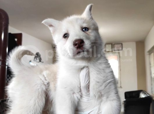 Mükemmel Husky Sibirya Kurdu Yavrularımız görsel