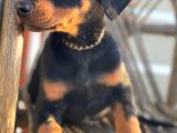 King Doberman son bir bebek