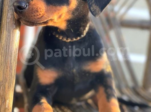 King Doberman Son Bir Bebek
