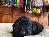 Safkan Labrador Retriever Yavrularımız