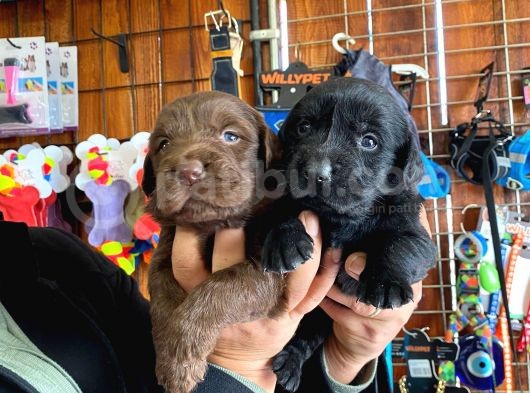 Safkan Labrador Retriever Yavrularımız görsel