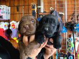 Safkan Labrador Retriever Yavrularımız