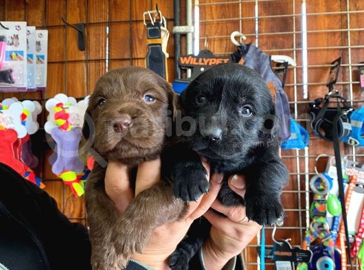 Safkan Labrador Retriever Yavrularımız görsel