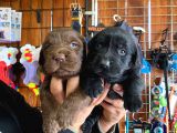 Safkan Labrador Retriever Yavrularımız