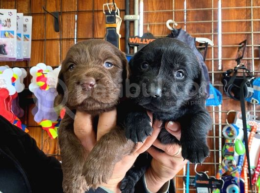 Safkan Labrador Retriever Yavrularımız görsel