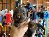 Safkan Labrador Retriever Yavrularımız