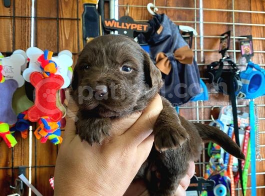 Safkan Labrador Retriever Yavrularımız görsel