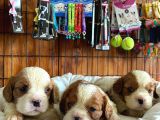 En Asil Irk Cavalier King Charles Spaniel Premium