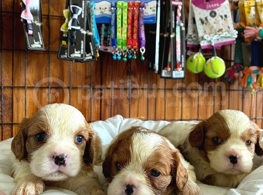 En Asil Irk Cavalier King Charles Spaniel Premium görsel