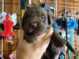 Safkan Labrador Retriever Yavrularımız