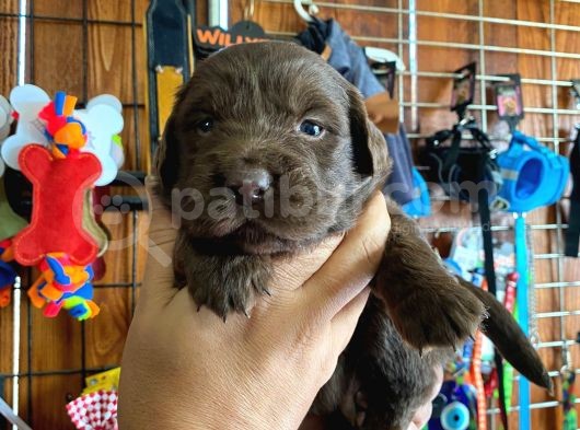 Safkan Labrador Retriever Yavrularımız görsel