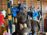 Safkan Labrador Retriever Yavrularımız