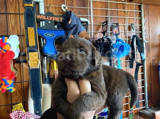 Safkan Labrador Retriever Yavrularımız görsel