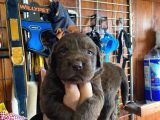 Safkan Labrador Retriever Yavrularımız
