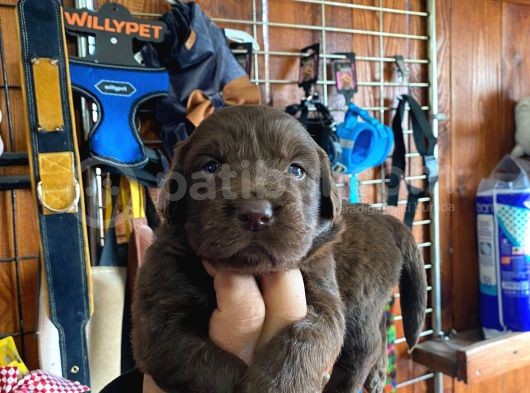 Safkan Labrador Retriever Yavrularımız görsel