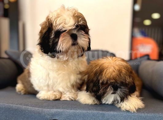 Shıh Tzu Yavrularımız görsel