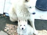Mükemmel Husky Sibirya Kurdu Yavrularımız