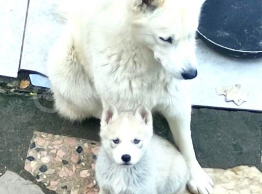 Mükemmel Husky Sibirya Kurdu Yavrularımız görsel