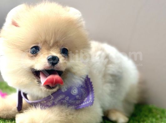 Boo Pomeranian Teddy Bear Ayi Surat Yavrularimiz görsel