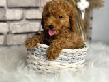 A Kali̇te Toypoodle Dünyasi