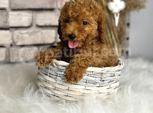 A Kali̇te Toypoodle Dünyasi görsel