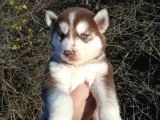 renk renk husky bebekler