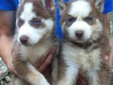 kızıl husky bebekler