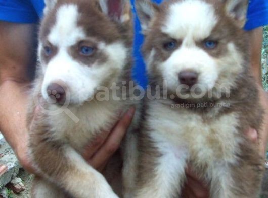 Kızıl Husky Bebekler