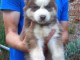 Kızıl Husky Bebekler