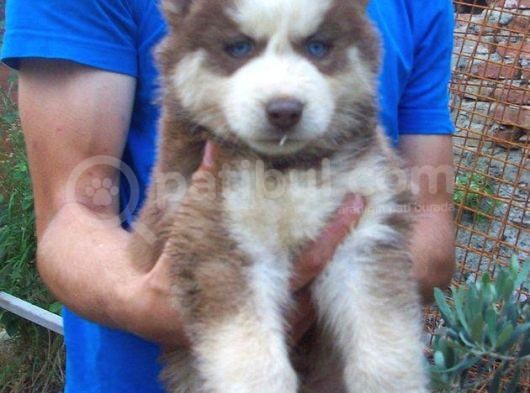 Kızıl Husky Bebekler görsel