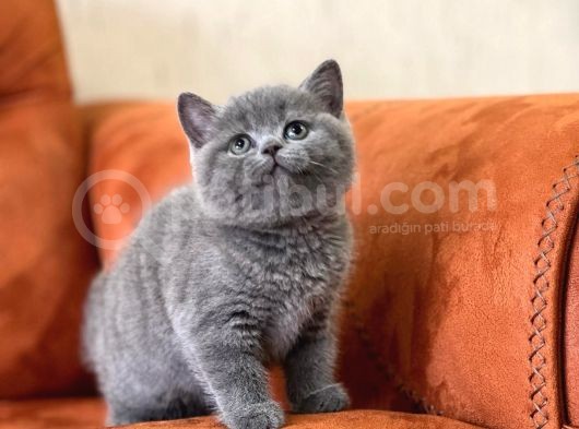 Oyuncu Blue Safkan Bri̇ti̇sh Shorthai̇r Yavru