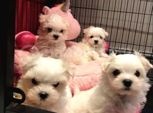 A Kalite Maltese Terrier Yavrularımız görsel
