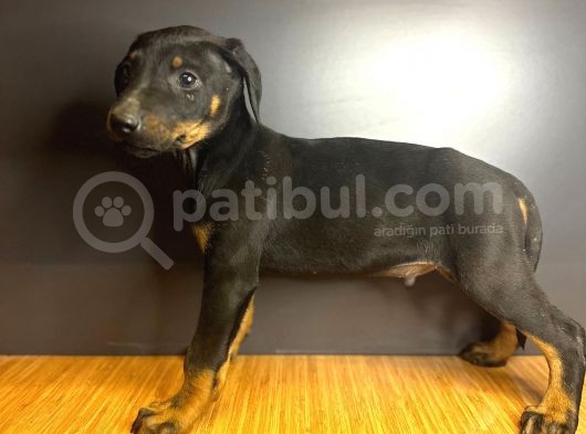 Estetikli Ve Estetiksiz King Doberman görsel