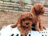Mini Boy Toy Poodle Yavruları Kağıthane İstanbul