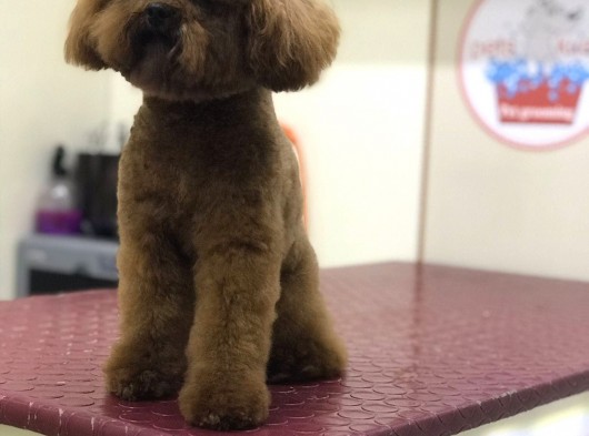 Mini Boy Toy Poodle Yavruları Kağıthane İstanbul