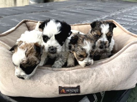 0 Numara Morkie Yavrular      Kredi Kart Geçerlidir görsel