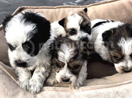 1.5 Kg Olucak Morkie Yavrular Irkırk Ve Sağlık Garantili görsel