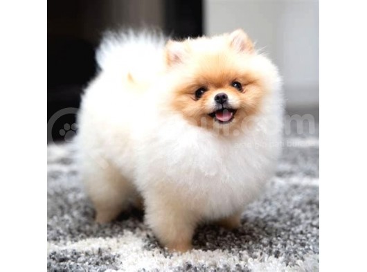 POMERRİAN BOO AYI SURATLI 