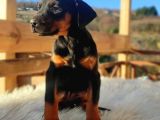 Doberman Yavrularım