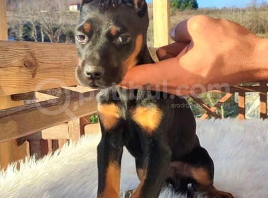 Doberman Yavrularım görsel