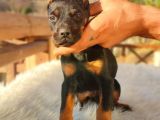Doberman Yavrularım