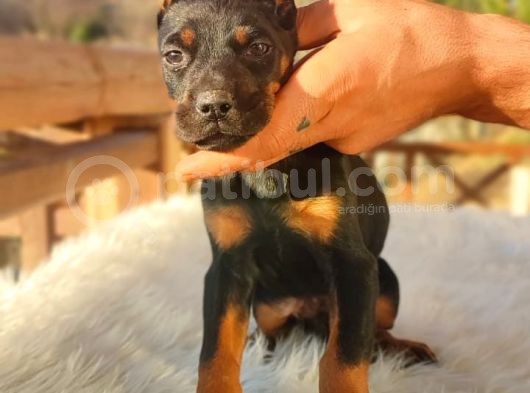 Doberman Yavrularım görsel