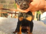 Doberman Yavrularım