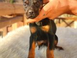 Doberman yavrularım