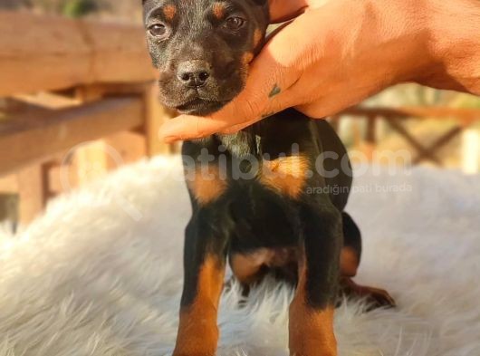 Doberman Yavrularım