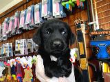 Safkan Siyah Labrador Retriever Yavrularımız