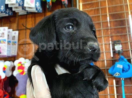Safkan Siyah Labrador Retriever Yavrularımız görsel