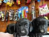 Safkan Siyah Labrador Retriever Yavrularımız