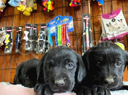 Safkan Siyah Labrador Retriever Yavrularımız görsel